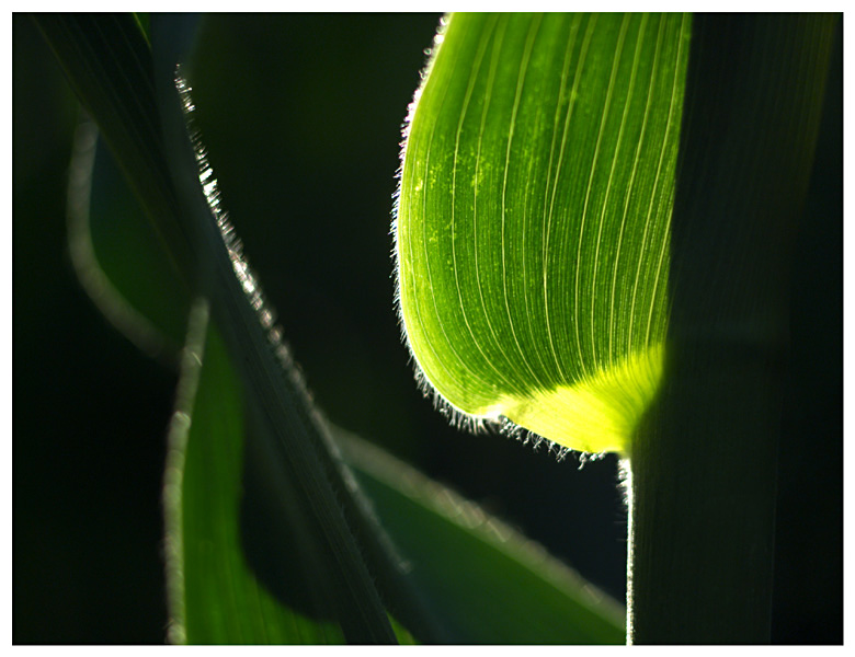 green and sun - indian corn#1