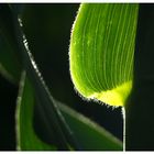 green and sun - indian corn#1