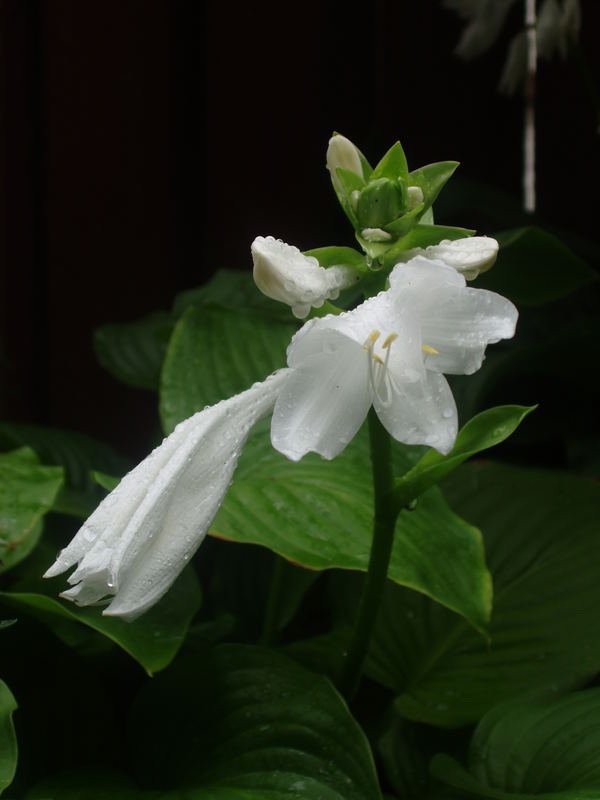 Green and White