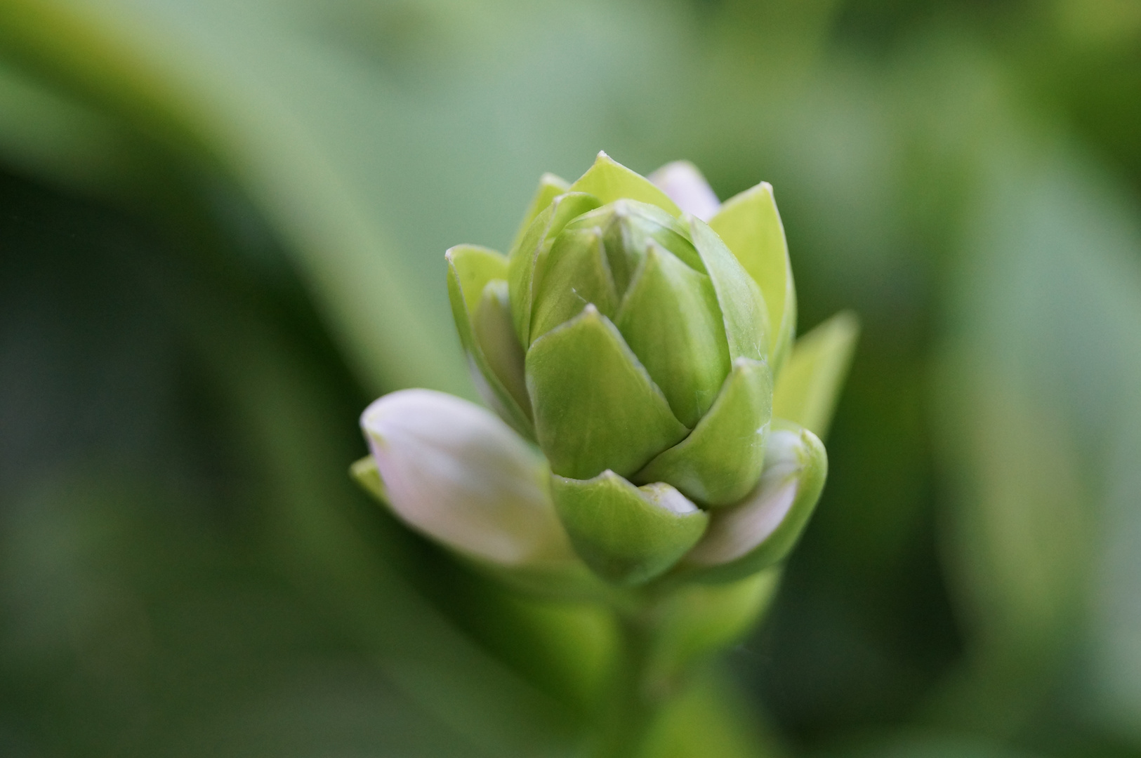 Green and White