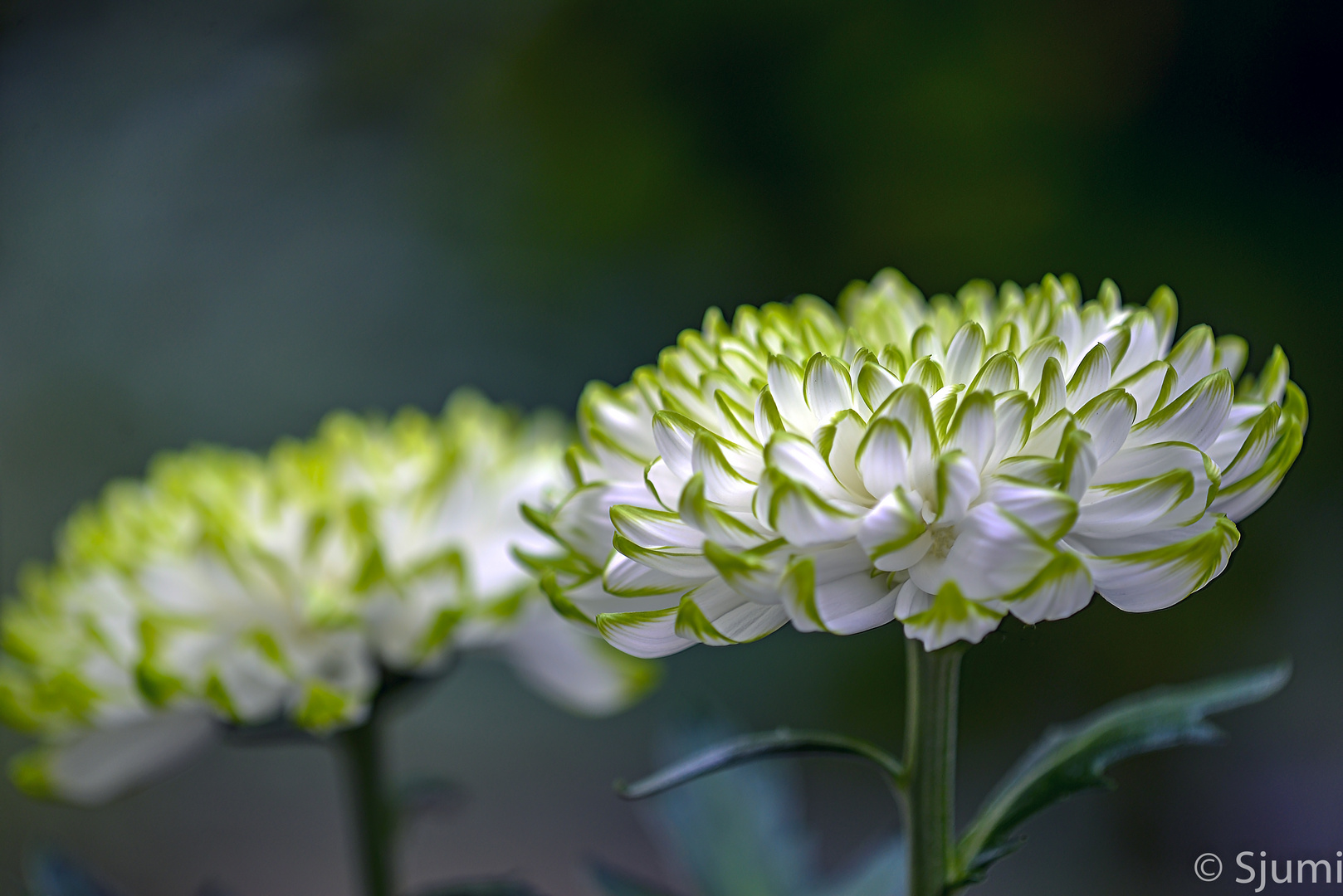 Green and white