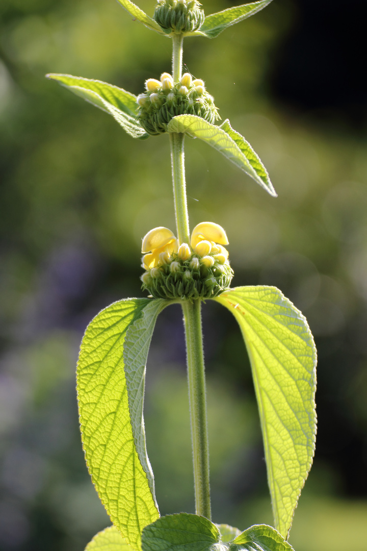 Green and Yellow