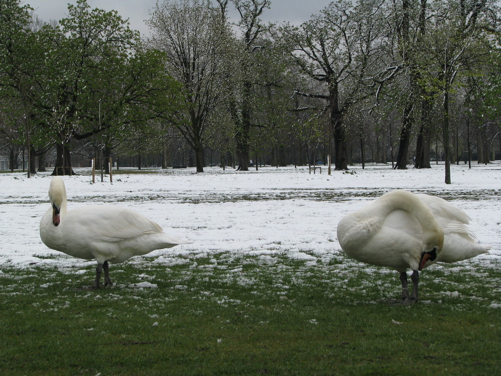 green and...white