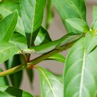 Green Anole