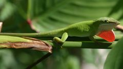 Green Anole (Anolis carolinensis)