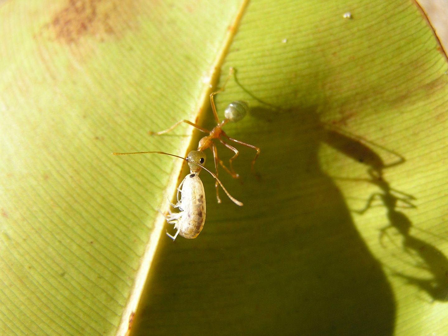 Green Ant - Australien 2004 Cape Tribulation