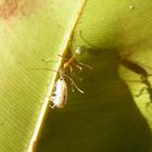 Green Ant - Australien 2004 Cape Tribulation