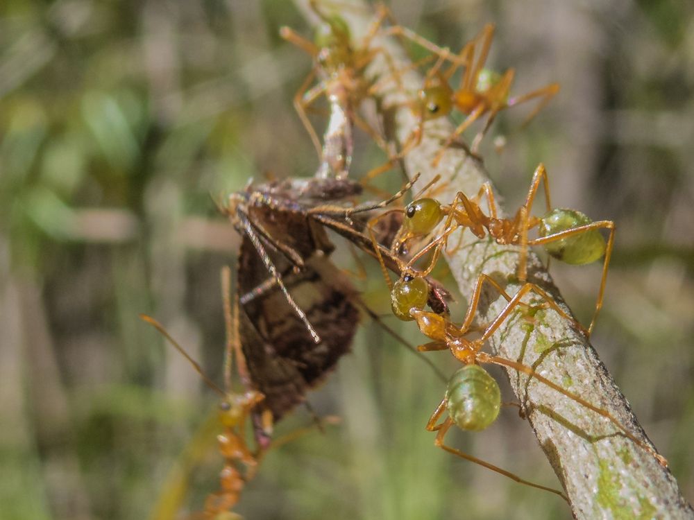 Green Ant