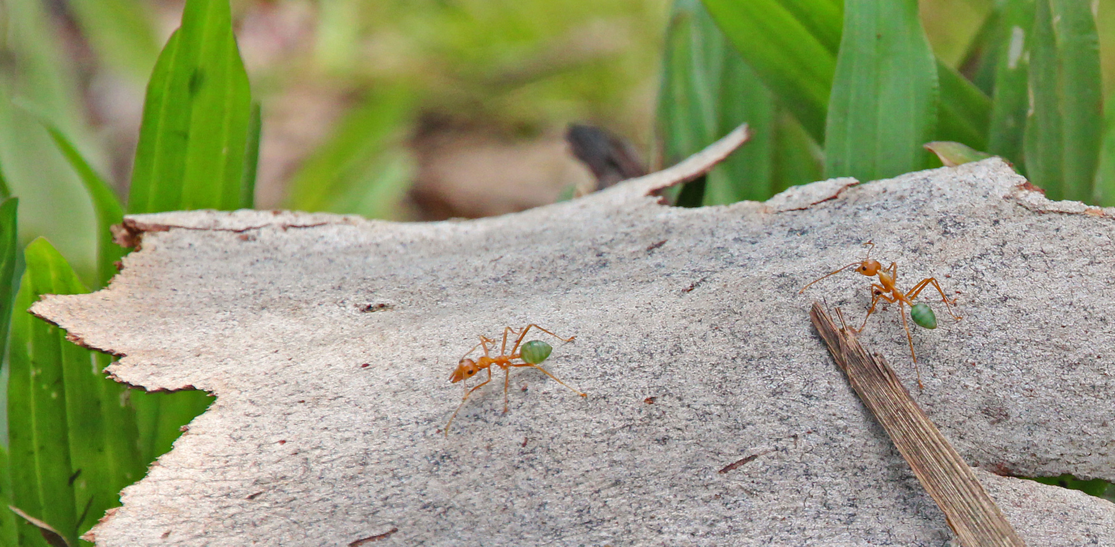Green Ants Foto & Bild australia & oceania, australia, northern
