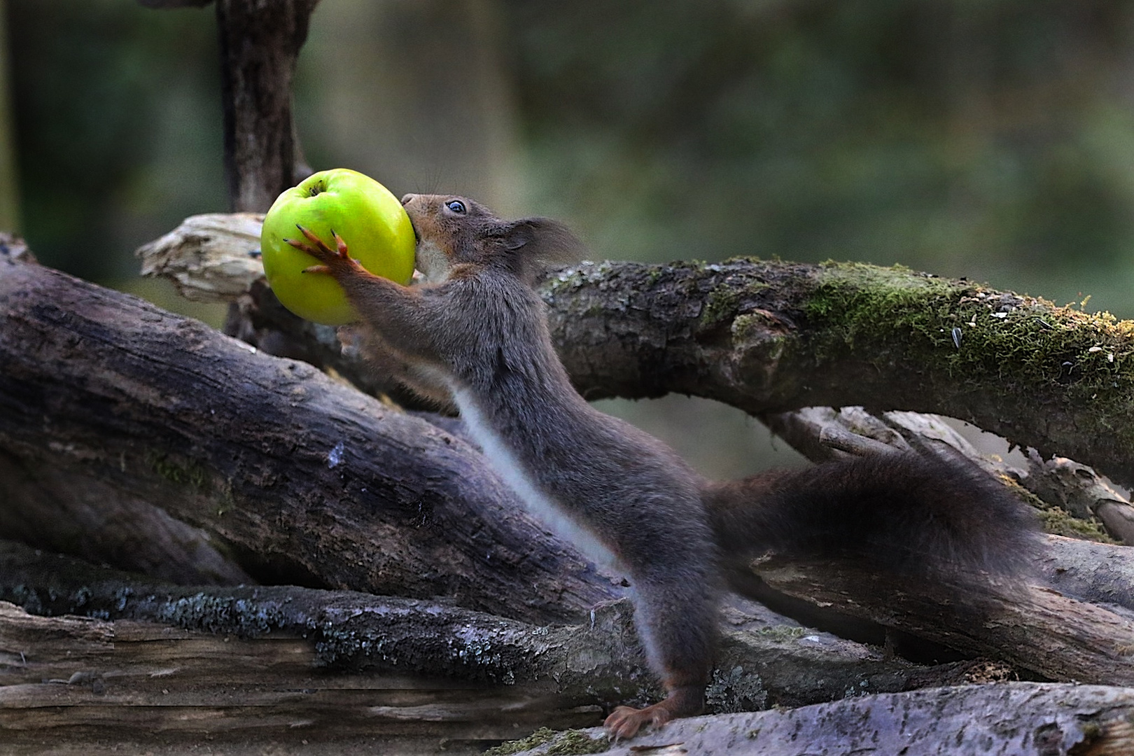 Green Apple