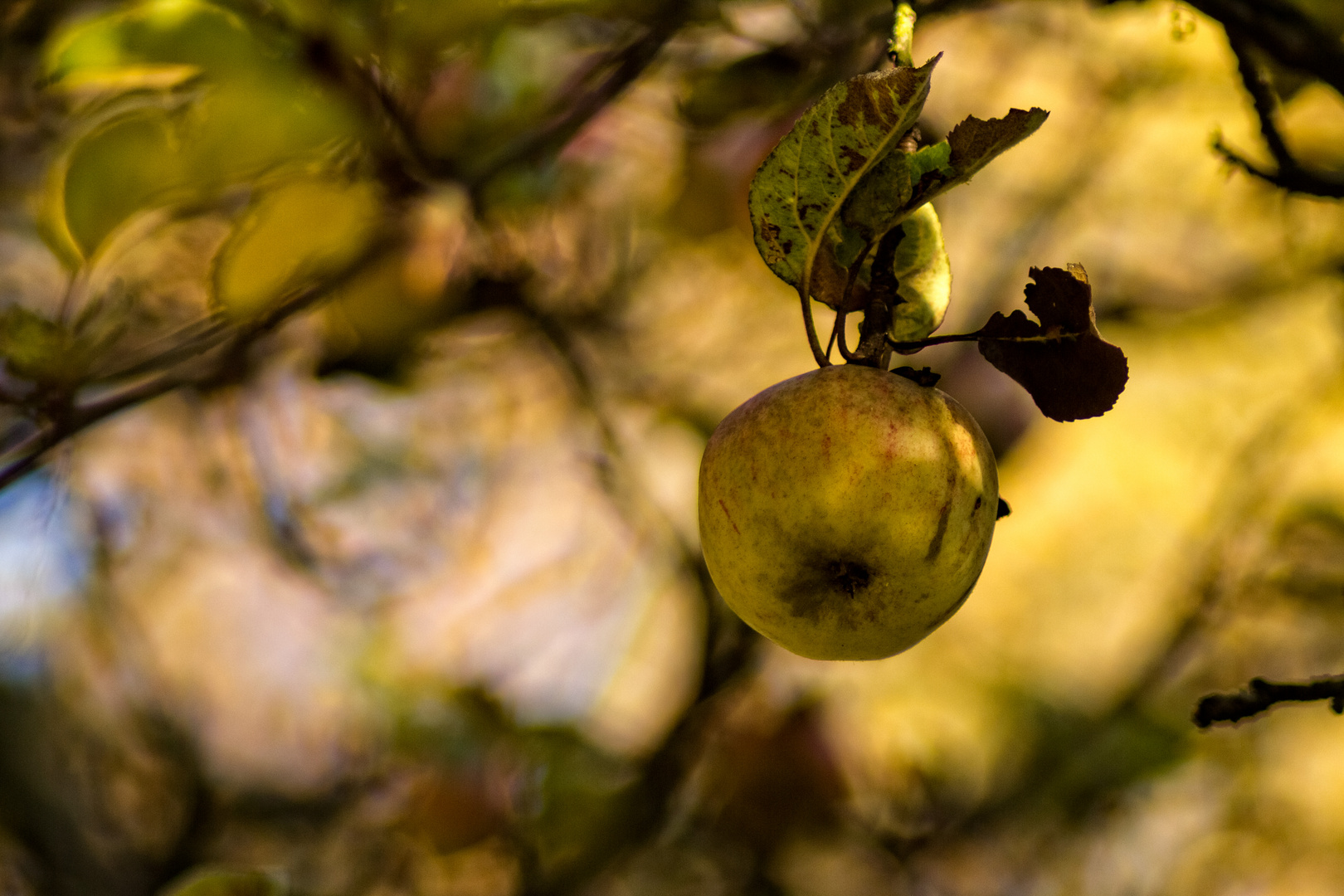 Green Apple