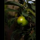 green apple