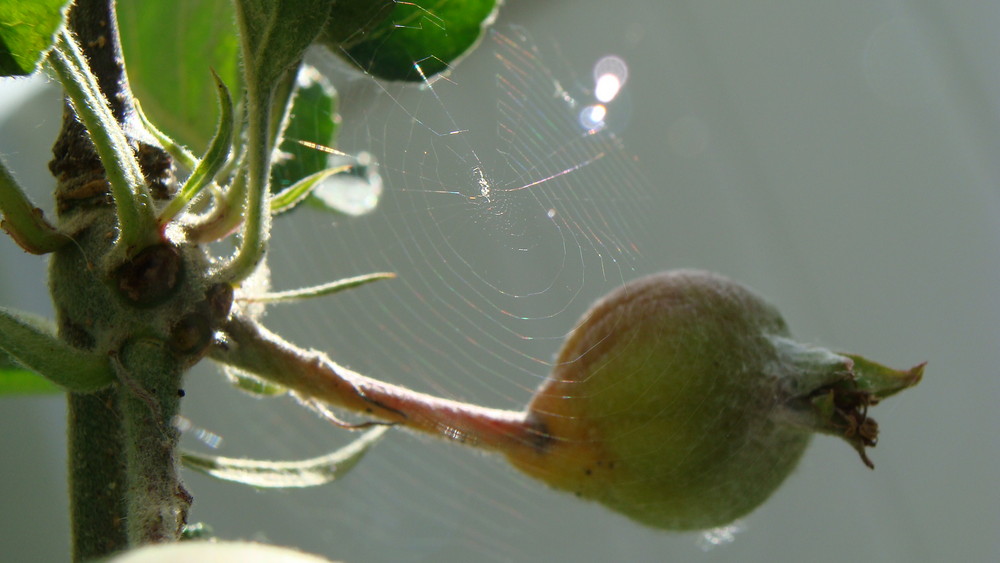 Green Apple Web