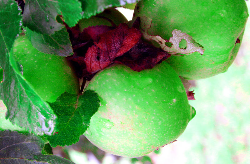 green apples