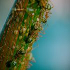 Green Australian Ants