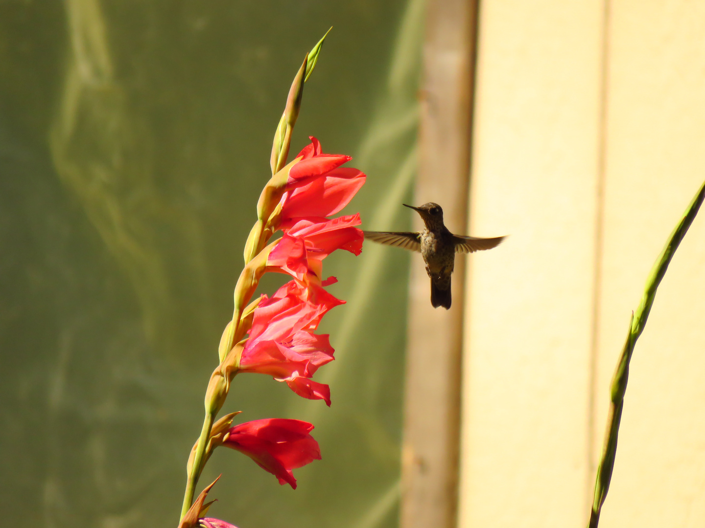 Green-backed Firecrown ( Sephanoides sephanoides )