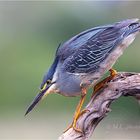 Green-backed heron