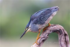 Green-backed heron