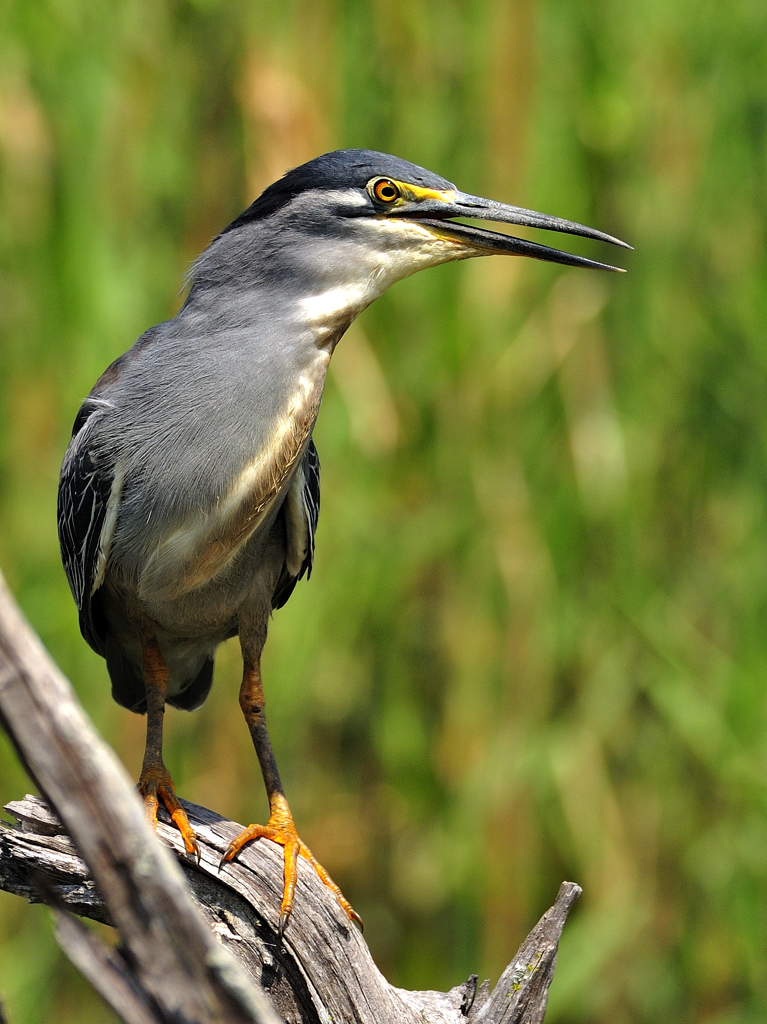 Green Backed Heron