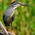 Green Backed Heron