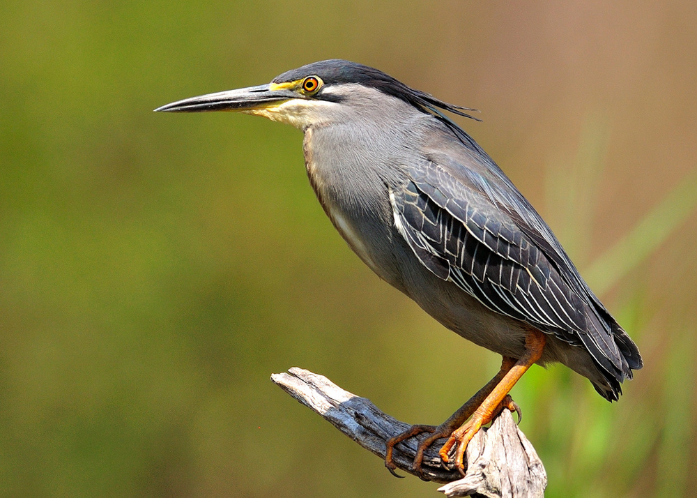 Green Backed Heron