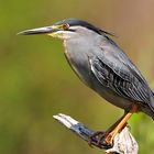 Green Backed Heron