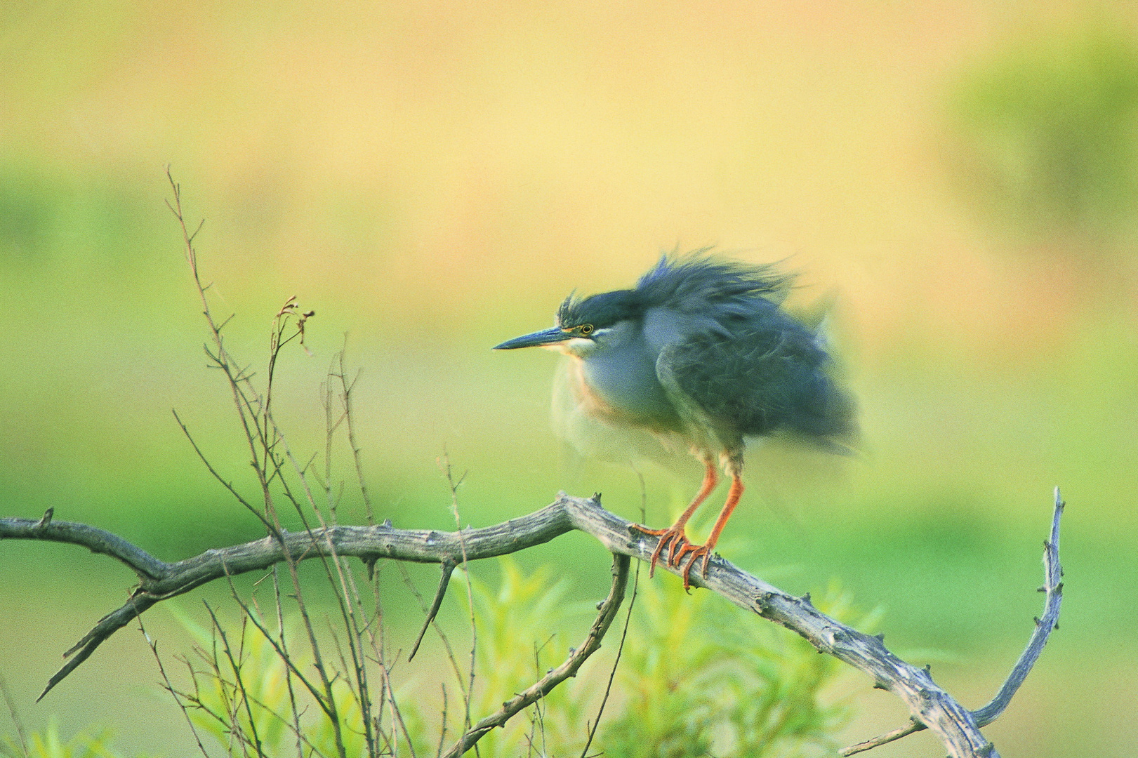 Green-backed Heron holding on in strong wind