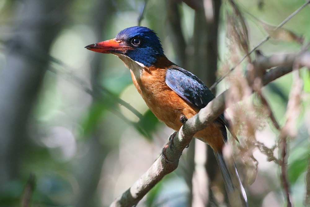 Green backed kingfisher