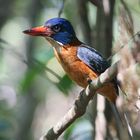 Green backed kingfisher