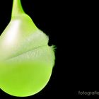 green balloon