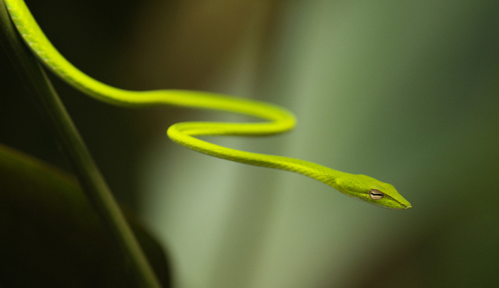 GREEN BAMBOO SNAKE AT THE BOTANIC GARDEN