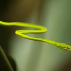 GREEN BAMBOO SNAKE AT THE BOTANIC GARDEN