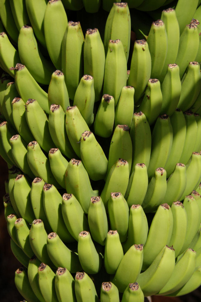 Green Bananas 1
