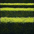 green barcode_muenchen