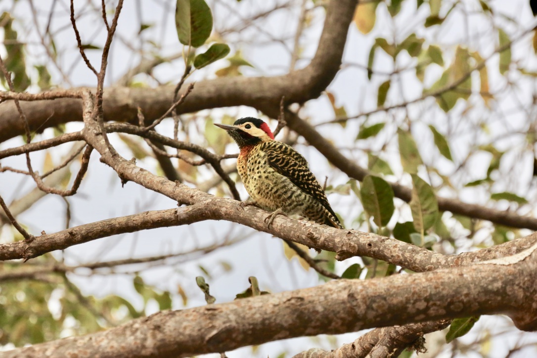 Green-barred woodpecker  -  Carpintero nuca roja