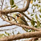 Green-barred woodpecker  -  Carpintero nuca roja