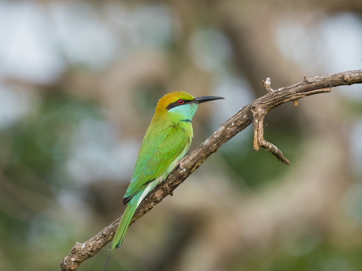 Green bea-eater - Smaragdspint