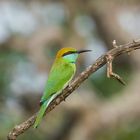 Green bea-eater - Smaragdspint