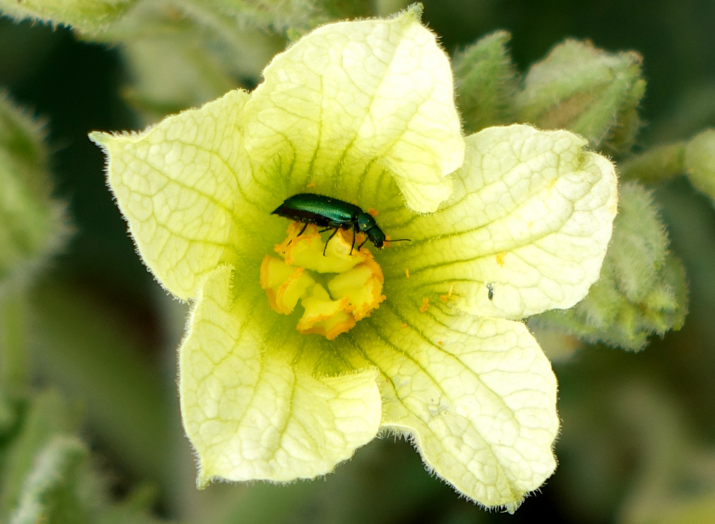 green beatle's breakfast