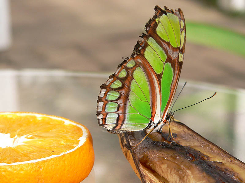 Green Beauty