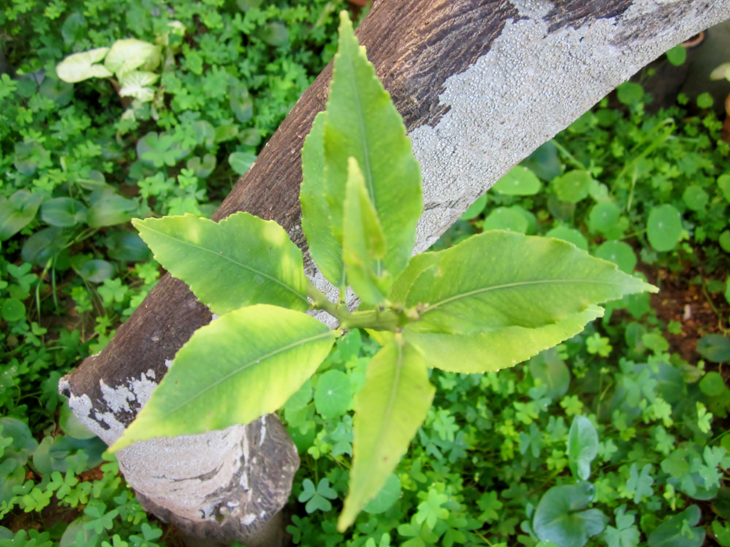 Green beauty.