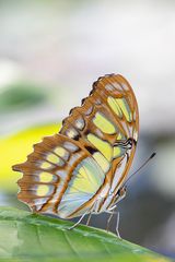 green beauty