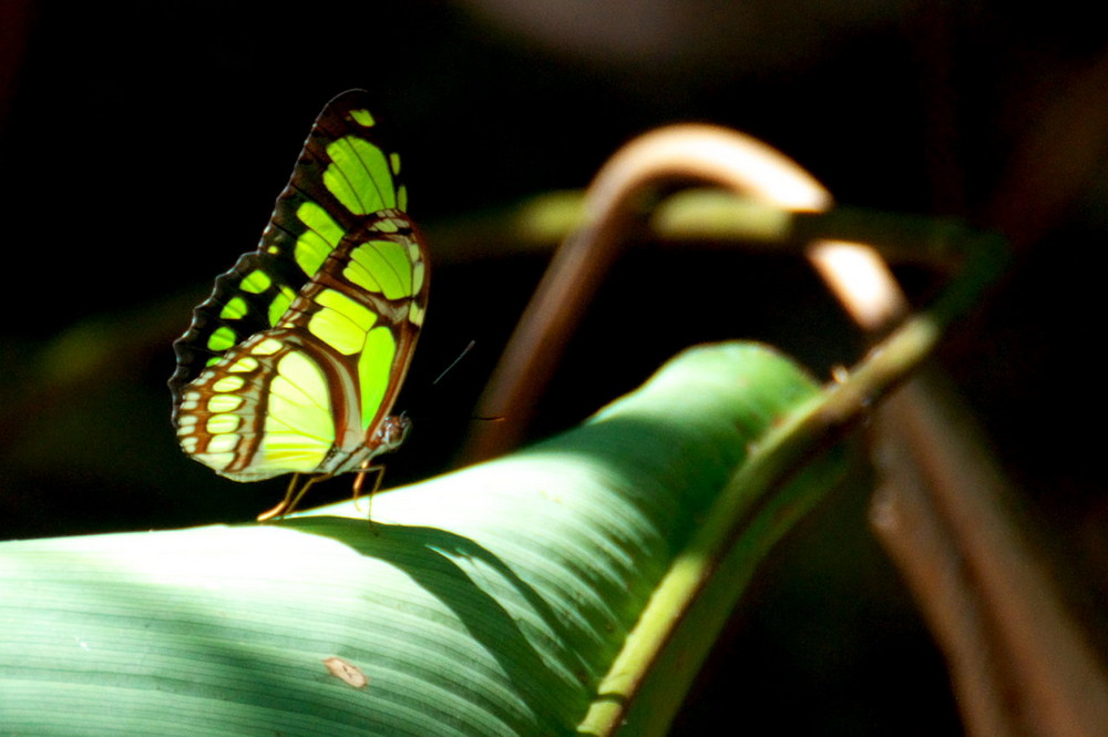 green beauty