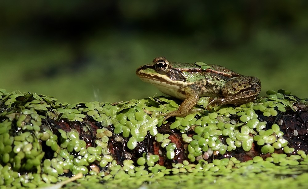 green beauty