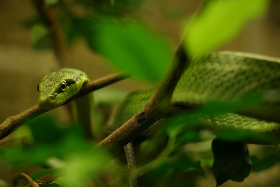 Green Beauty