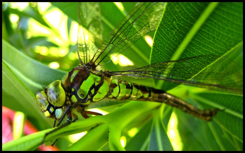 Green Beauty