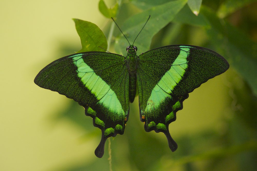 Green Beauty