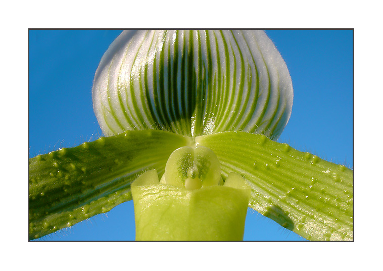 ~ Green Beauty ~