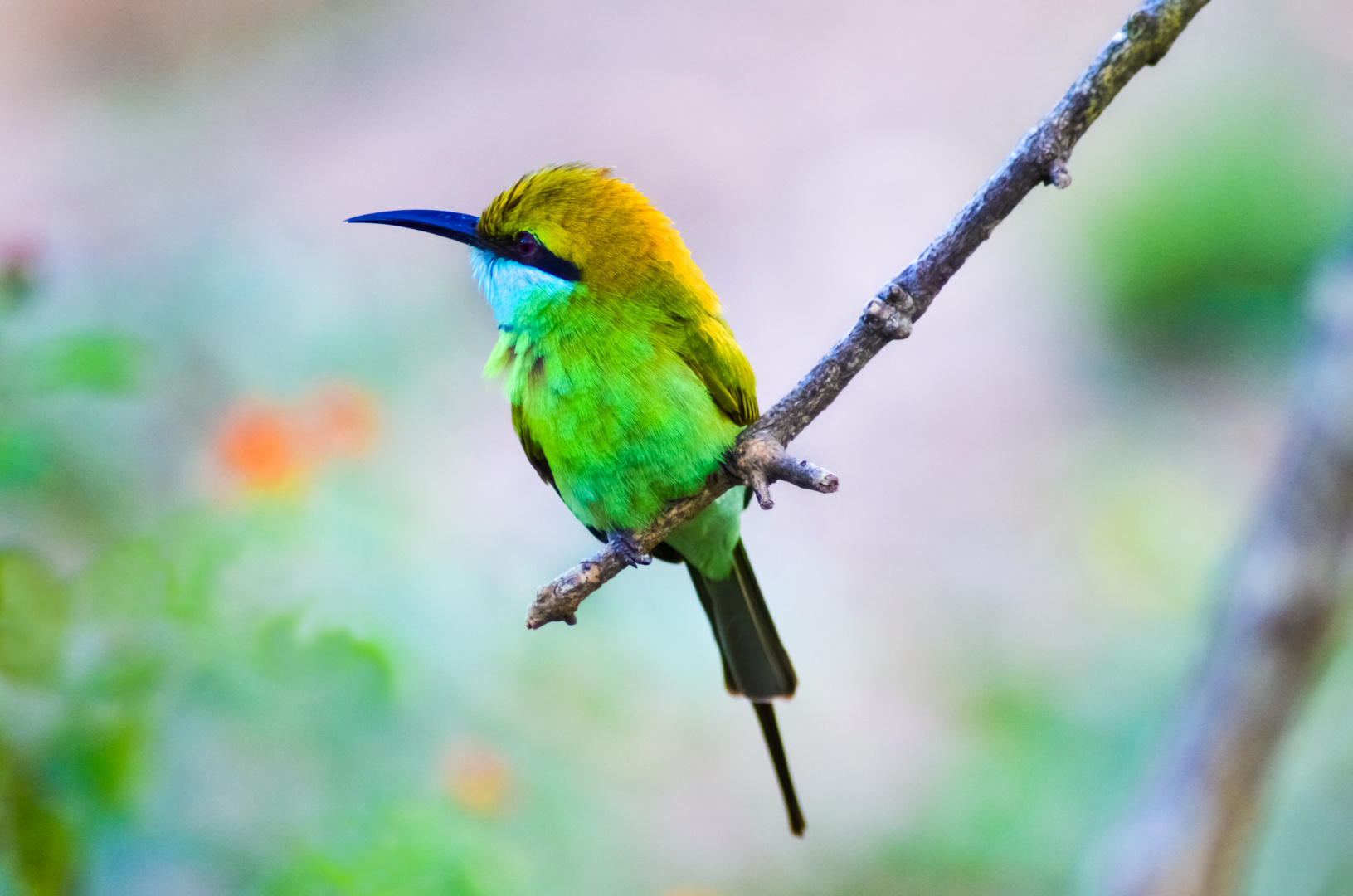 Green Bee-eater