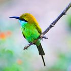 Green Bee-eater